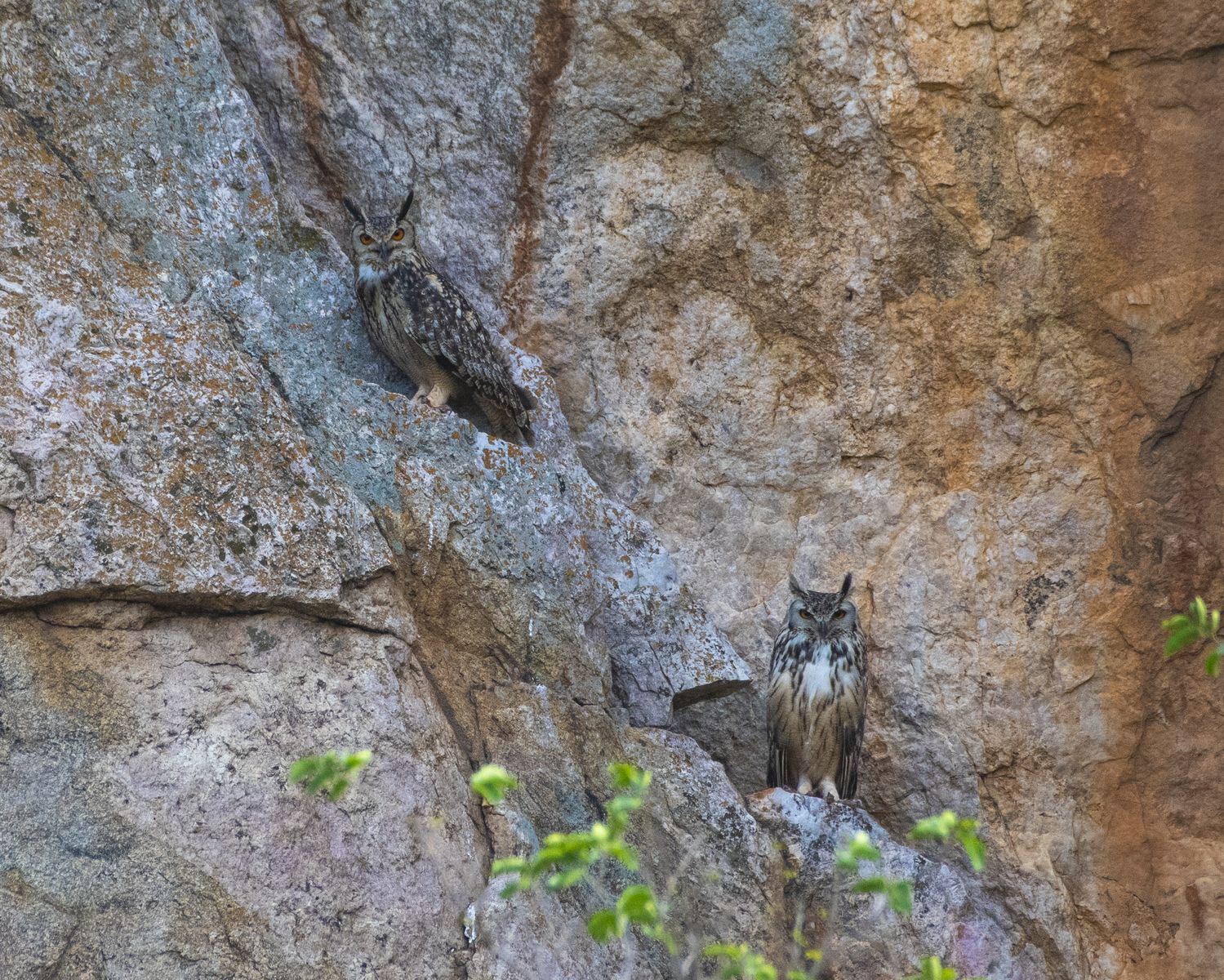 Indian eagle owl (8)
